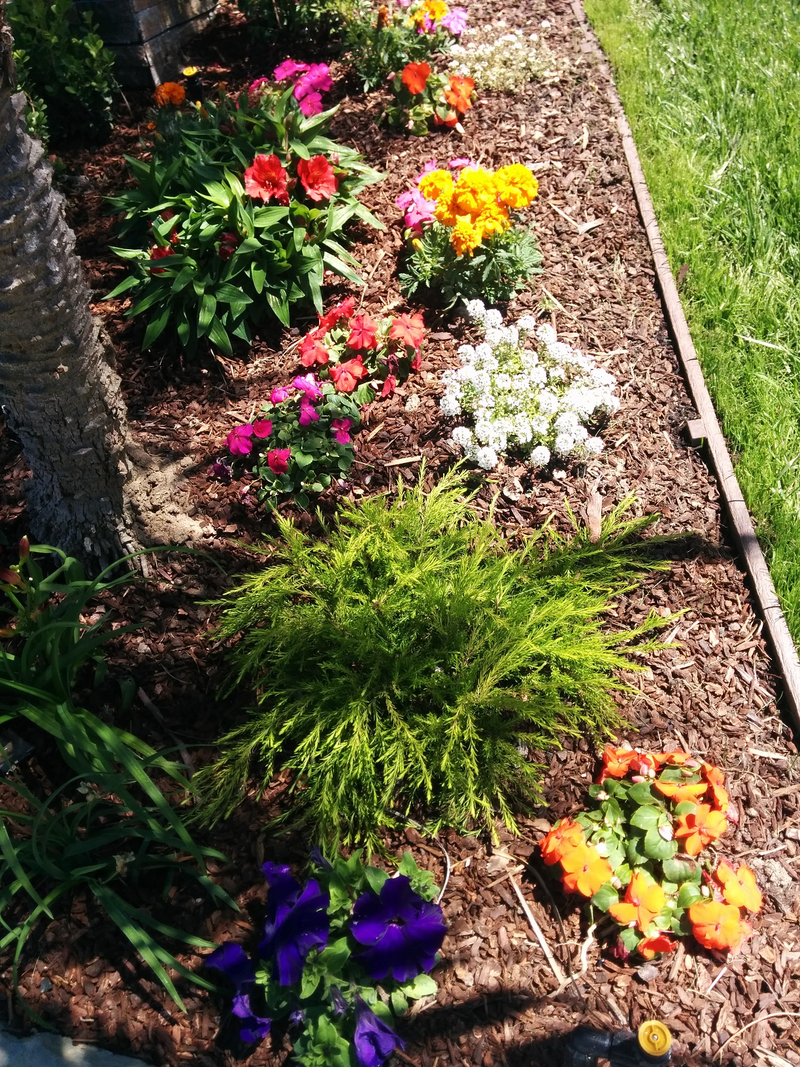 Illustration for article titled Pictures of Flowers (for Mother's Day)